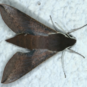 Hippotion scrofa at Ainslie, ACT - 10 Nov 2023 10:40 PM