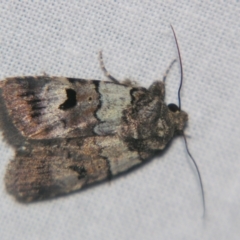 Thoracolopha flexirena (Zoned Noctuid) at Bolivia, NSW - 5 Apr 2007 by PJH123