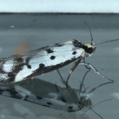 Philobota lysizona (A concealer moth) at Ainslie, ACT - 10 Nov 2023 by jb2602