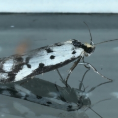 Philobota lysizona (A concealer moth) at Ainslie, ACT - 10 Nov 2023 by jb2602