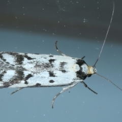 Philobota lysizona at Ainslie, ACT - 10 Nov 2023 10:41 PM