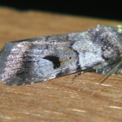 Thorocolopha flexirena (Proteuxoa flexirena) at Bolivia, NSW - 5 Apr 2007 by PJH123