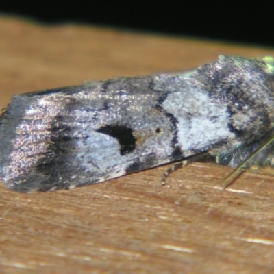 Unidentified Noctuoid moth (except Arctiinae) at Bolivia, NSW - 5 Apr 2007 by PJH123