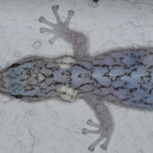 Christinus marmoratus at Watson, ACT - 11 Nov 2023 08:18 PM