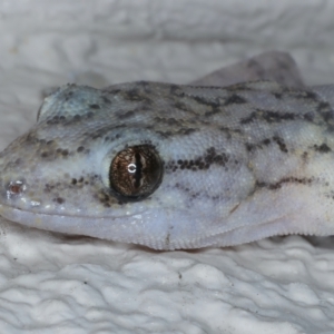 Christinus marmoratus at Watson, ACT - 11 Nov 2023 08:18 PM