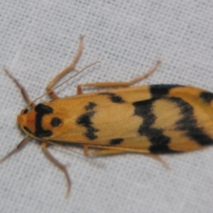 Unidentified Tiger moth (Arctiinae) at Bolivia, NSW - 5 Apr 2007 by PJH123