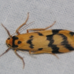 Tigrioides alterna (Alternating Footman) at Bolivia, NSW - 5 Apr 2007 by PJH123