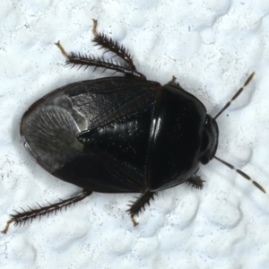 Adrisa sp. (genus) at Ainslie, ACT - 11 Nov 2023