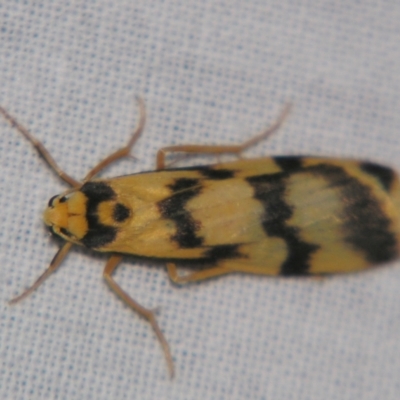 Tigrioides alterna (Alternating Footman) at Bolivia, NSW - 5 Apr 2007 by PJH123