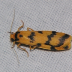 Unidentified Tiger moth (Arctiinae) at Bolivia, NSW - 6 Apr 2007 by PJH123