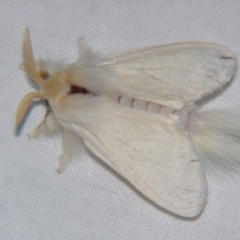 Unidentified Noctuoid moth (except Arctiinae) at Bolivia, NSW - 5 Apr 2007 by PJH123