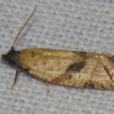 Unidentified Tortricid moth (Tortricidae) at Bolivia, NSW - 6 Apr 2007 by PJH123