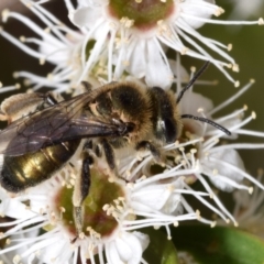 Leioproctus (Leioproctus) amabilis (A plaster bee) at Jerrabomberra, NSW - 1 Dec 2023 by DianneClarke