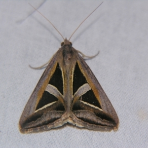 Trigonodes hyppasia at Bolivia, NSW - suppressed