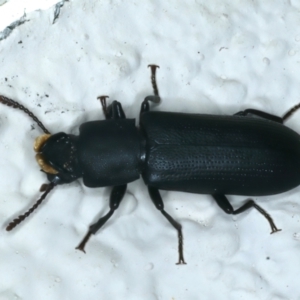 Toxicum sp. (genus) at Ainslie, ACT - 11 Nov 2023 08:22 PM