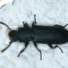 Toxicum sp. (genus) (Horned darkling beetle) at Ainslie, ACT - 11 Nov 2023 by jb2602