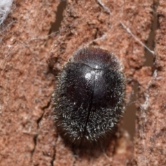 Coccinellidae (family) (Unidentified lady beetle) at Jerrabomberra, NSW - 1 Dec 2023 by DianneClarke