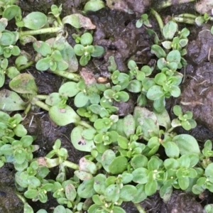 Callitriche stagnalis at Jugiong, NSW - 28 Oct 2019