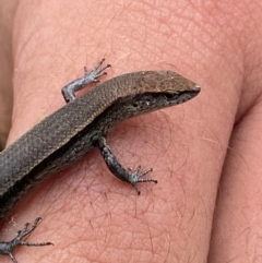 Lampropholis delicata (Delicate Skink) at Molonglo River Reserve - 1 Dec 2023 by SteveBorkowskis