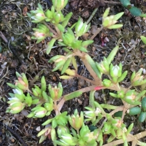 Crassula decumbens var. decumbens at Jugiong, NSW - 28 Oct 2019 03:13 PM