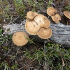 Lentinus arcularius (Fringed Polypore) at QPRC LGA - 30 Nov 2023 by Paul4K