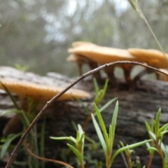 Lentinus arcularius at Boro - 1 Dec 2023