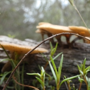 Lentinus arcularius at Boro - suppressed