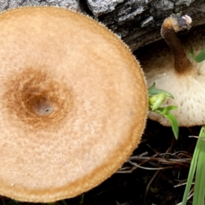 Lentinus arcularius at Boro - 1 Dec 2023