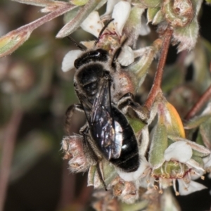 Leioproctus sp. (genus) at McKellar, ACT - 1 Dec 2023