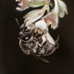 Leioproctus sp. (genus) at McKellar, ACT - 1 Dec 2023