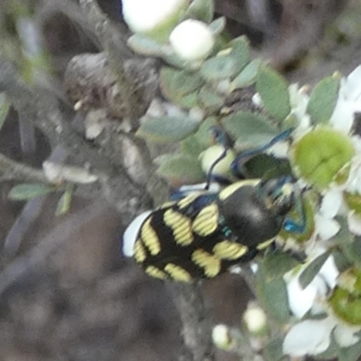 Castiarina octospilota (A Jewel Beetle) at QPRC LGA - 1 Dec 2023 by Paul4K
