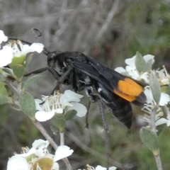 Calopompilus sp. (genus) (Spider wasp) at Boro - 30 Nov 2023 by Paul4K