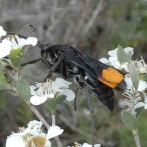 Calopompilus sp. (genus) at Boro - suppressed