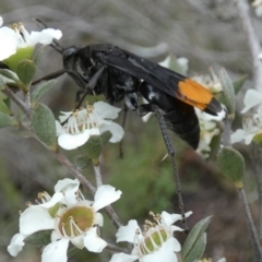 Calopompilus sp. (genus) at Boro - suppressed