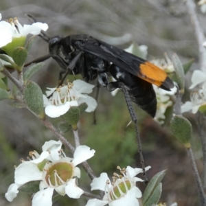 Calopompilus sp. (genus) at Boro - suppressed