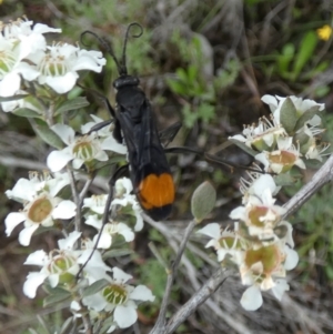 Calopompilus sp. (genus) at Boro - suppressed