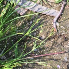 Juncus bufonius (Toad Rush) at Jugiong, NSW - 28 Oct 2019 by JaneR