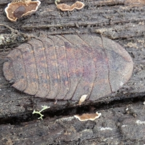 Laxta sp. (genus) at Boro - 1 Dec 2023