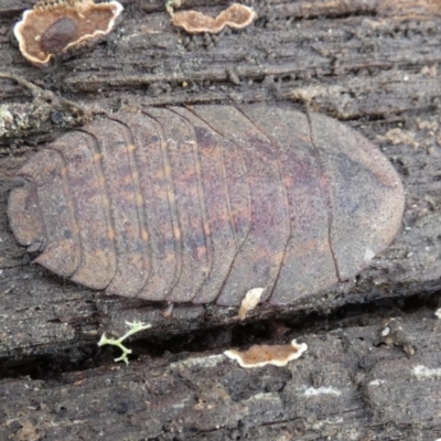 Laxta sp. (genus) (Bark cockroach) at Borough, NSW - 1 Dec 2023 by Paul4K