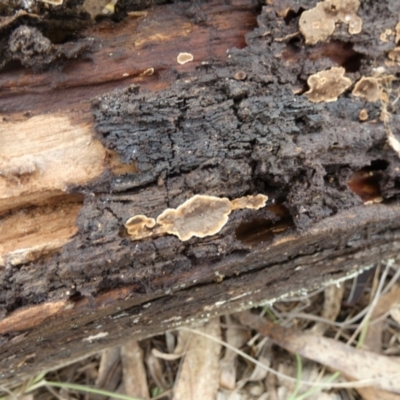 Unidentified Other non-black fungi  at QPRC LGA - 1 Dec 2023 by Paul4K