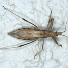 Sastrapada australica (An assassin bug) at Ainslie, ACT - 11 Nov 2023 by jb2602