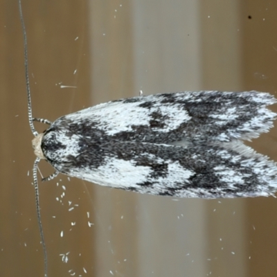 Phylomictis maligna (A Stenomatinae moth) at Ainslie, ACT - 11 Nov 2023 by jb2602