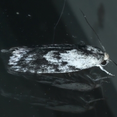 Phylomictis maligna at Ainslie, ACT - 11 Nov 2023