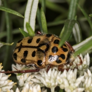 Neorrhina punctata at Croke Place Grassland (CPG) - 1 Dec 2023