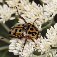 Neorrhina punctata at Croke Place Grassland (CPG) - 1 Dec 2023