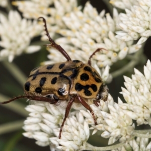 Neorrhina punctatum at McKellar, ACT - 1 Dec 2023 11:59 AM