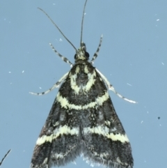 Scoparia spelaea (a Crambid moth) at Ainslie, ACT - 11 Nov 2023 by jb2602