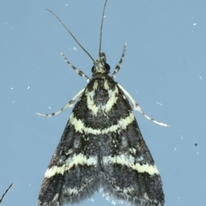 Scoparia spelaea at Ainslie, ACT - 11 Nov 2023