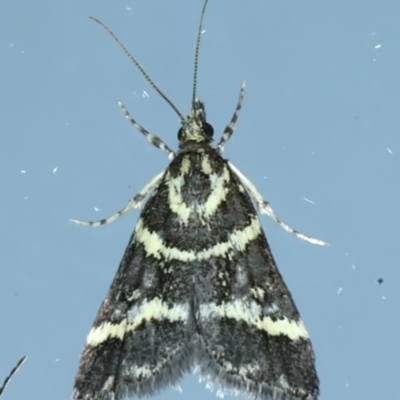 Scoparia spelaea (a Crambid moth) at Ainslie, ACT - 11 Nov 2023 by jb2602