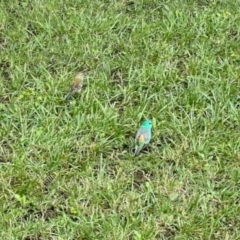 Psephotus haematonotus (Red-rumped Parrot) at Aranda, ACT - 1 Dec 2023 by KMcCue